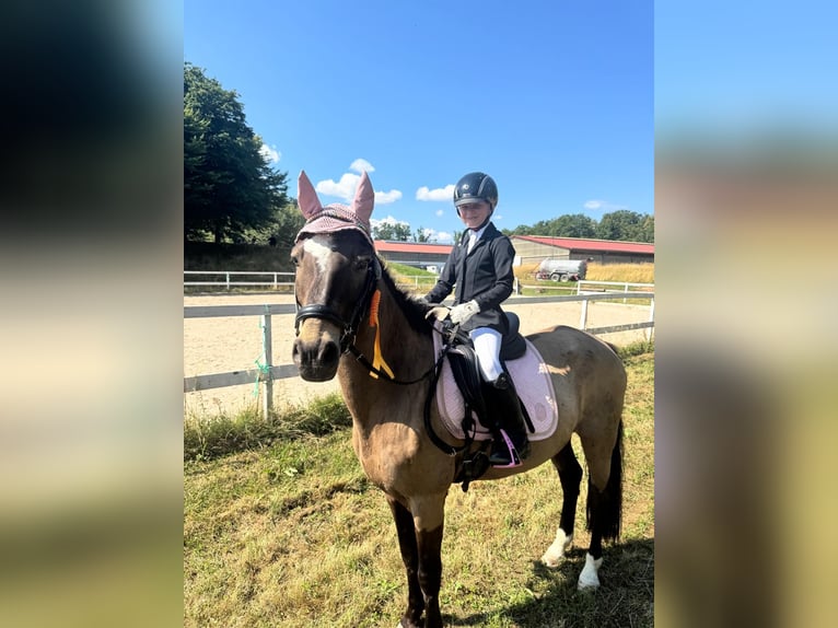 Deutsches Reitpony Wallach 16 Jahre 145 cm Falbe in Eberdingen