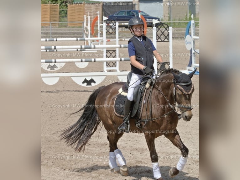 Deutsches Reitpony Wallach 16 Jahre 145 cm Falbe in Graben-Neudorf