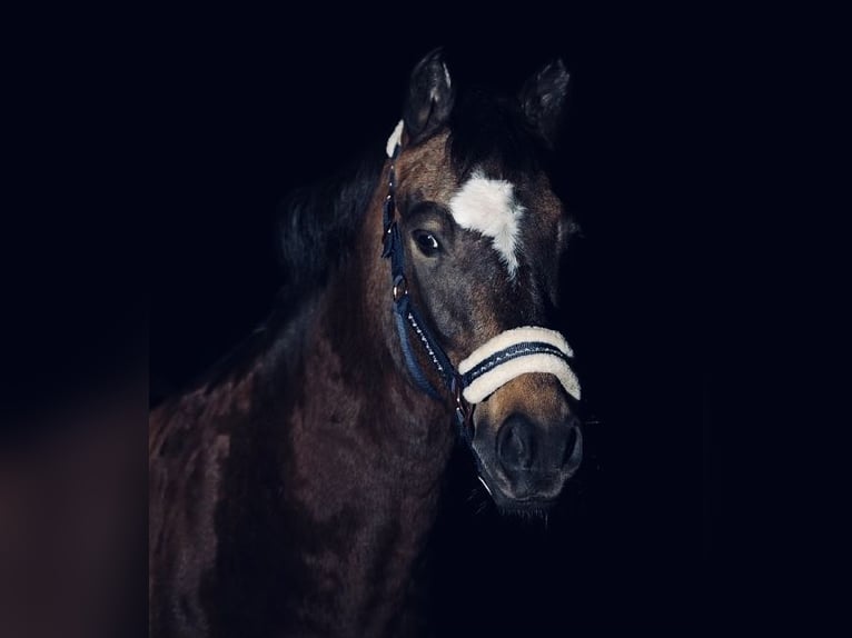 Deutsches Reitpony Wallach 16 Jahre 145 cm Falbe in Graben-Neudorf