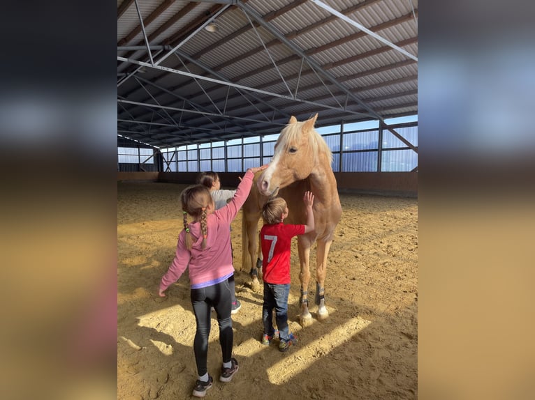 Deutsches Reitpony Wallach 16 Jahre 145 cm Palomino in Overath