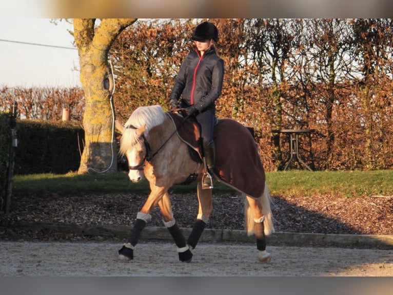Deutsches Reitpony Wallach 16 Jahre 145 cm Palomino in Overath