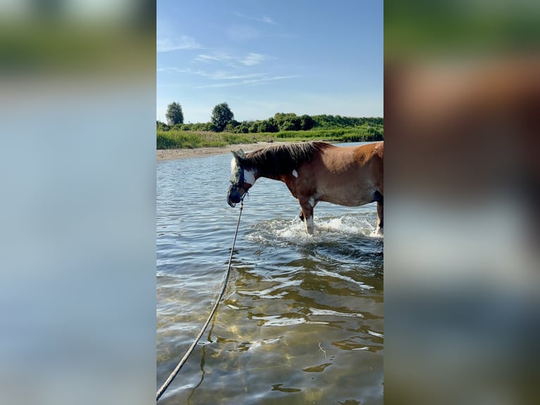 Deutsches Reitpony Mix Wallach 16 Jahre 145 cm Schecke in Rostock