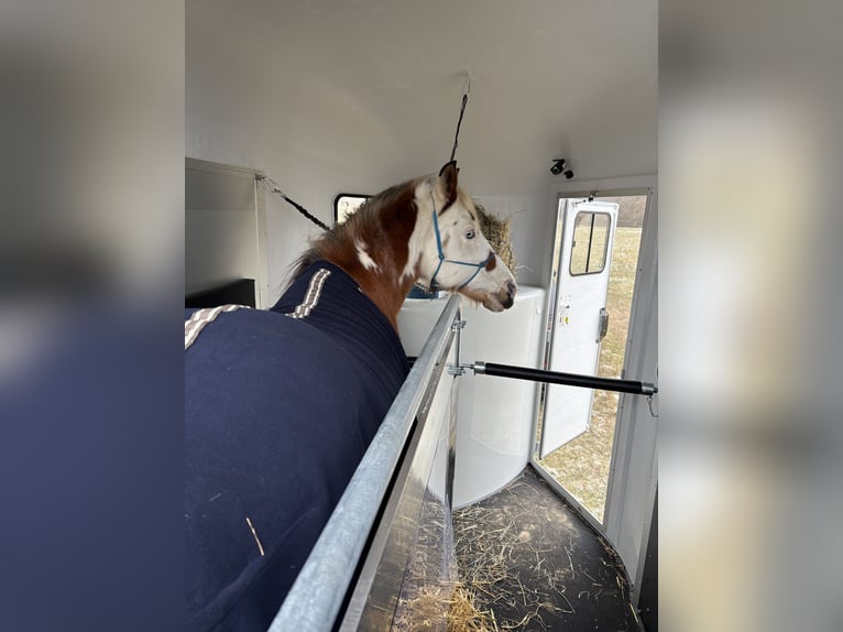 Deutsches Reitpony Mix Wallach 16 Jahre 145 cm Schecke in Rostock