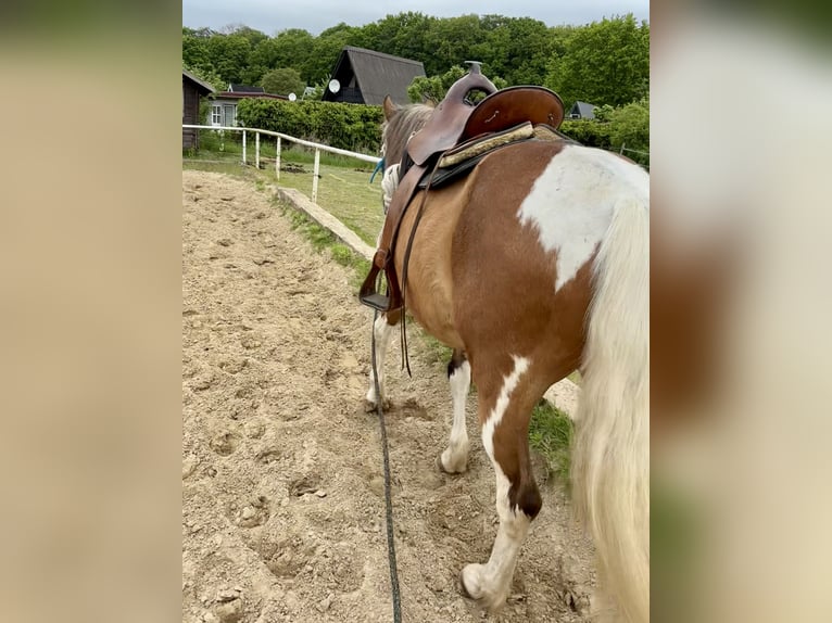 Deutsches Reitpony Mix Wallach 16 Jahre 145 cm Schecke in Rostock