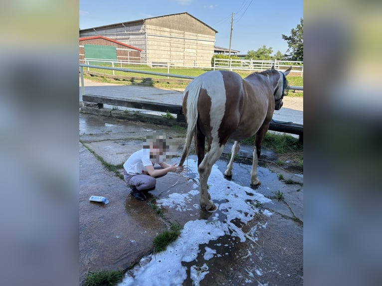 Deutsches Reitpony Mix Wallach 16 Jahre 145 cm Schecke in Rostock