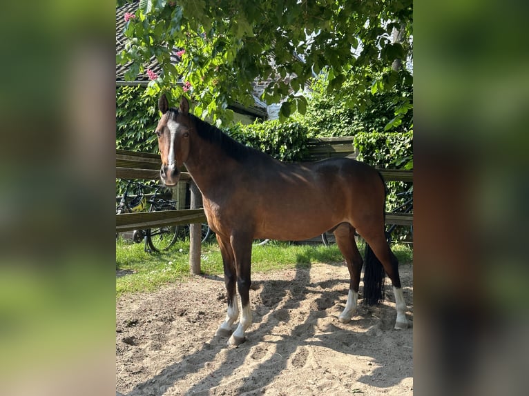 Deutsches Reitpony Wallach 16 Jahre 146 cm Brauner in Pulheim