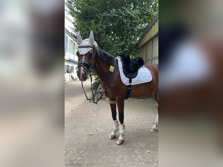Deutsches Reitpony Wallach 16 Jahre 146 cm Brauner in Pulheim