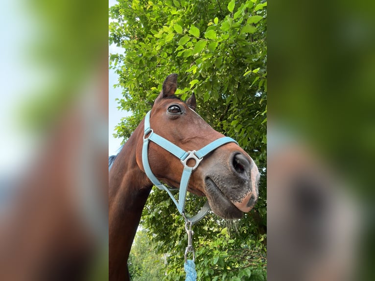 Deutsches Reitpony Wallach 16 Jahre 146 cm Brauner in Pulheim