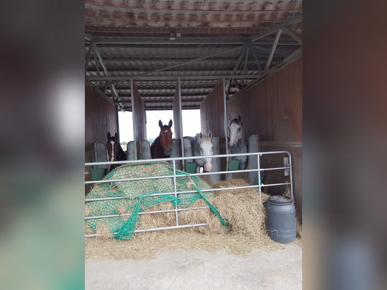 Deutsches Reitpony Wallach 16 Jahre 146 cm Brauner in Pulheim