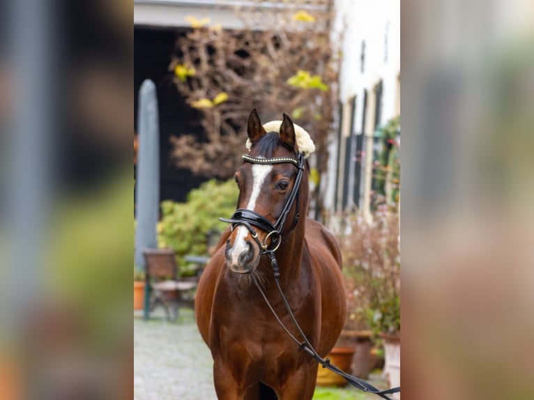 Deutsches Reitpony Wallach 16 Jahre 146 cm Brauner in Pulheim