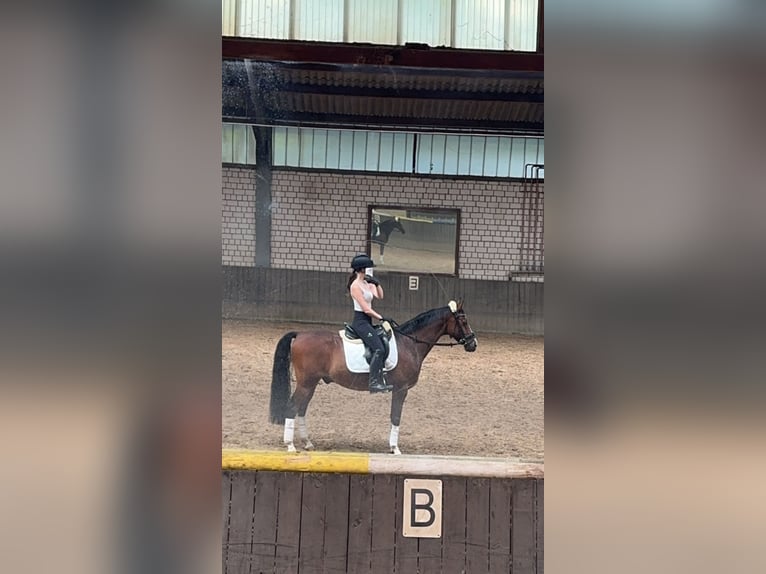 Deutsches Reitpony Wallach 16 Jahre 146 cm Brauner in Pulheim