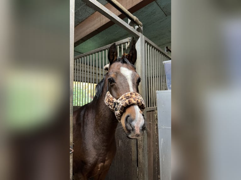 Deutsches Reitpony Wallach 16 Jahre 146 cm Brauner in Pulheim