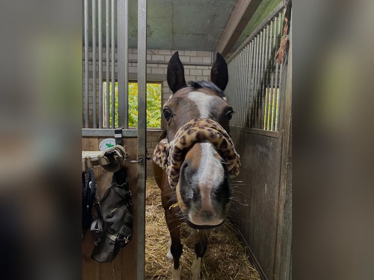 Deutsches Reitpony Wallach 16 Jahre 146 cm Brauner in Pulheim