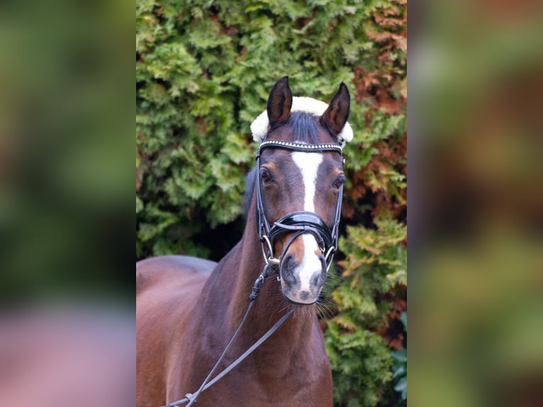 Deutsches Reitpony Wallach 16 Jahre 146 cm Brauner in Pulheim