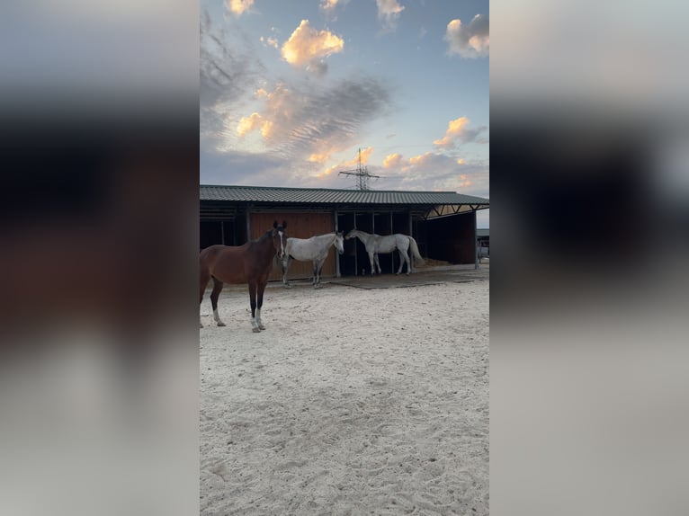 Deutsches Reitpony Wallach 16 Jahre 146 cm Brauner in Pulheim
