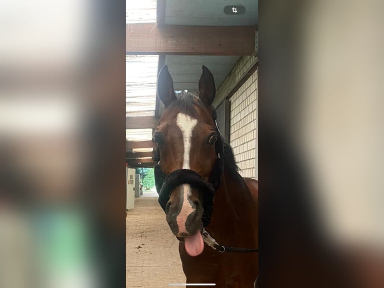 Deutsches Reitpony Wallach 16 Jahre 146 cm Brauner in Pulheim