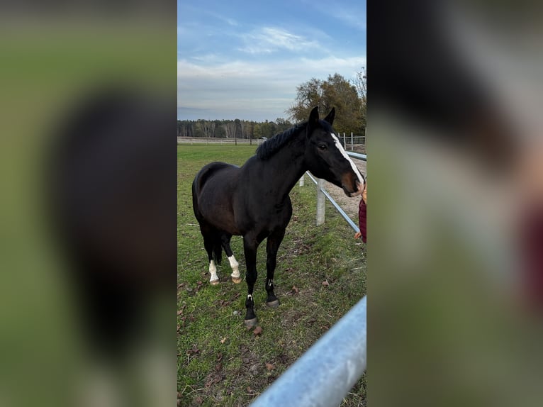 Deutsches Reitpony Wallach 16 Jahre 146 cm Rappe in Wittichenau