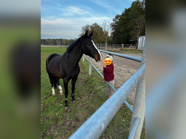 Deutsches Reitpony Wallach 16 Jahre 146 cm Rappe in Wittichenau