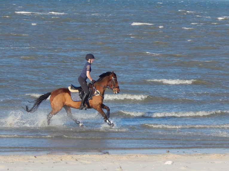 Deutsches Reitpony Wallach 16 Jahre 147 cm Brauner in Moormerland Deutsches Reitpony Wallach 16 Jahre 147 cm Brauner in Moormerland