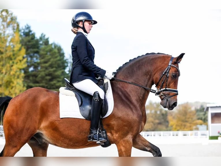 Deutsches Reitpony Wallach 16 Jahre 148 cm Brauner in Pilisjászfalu