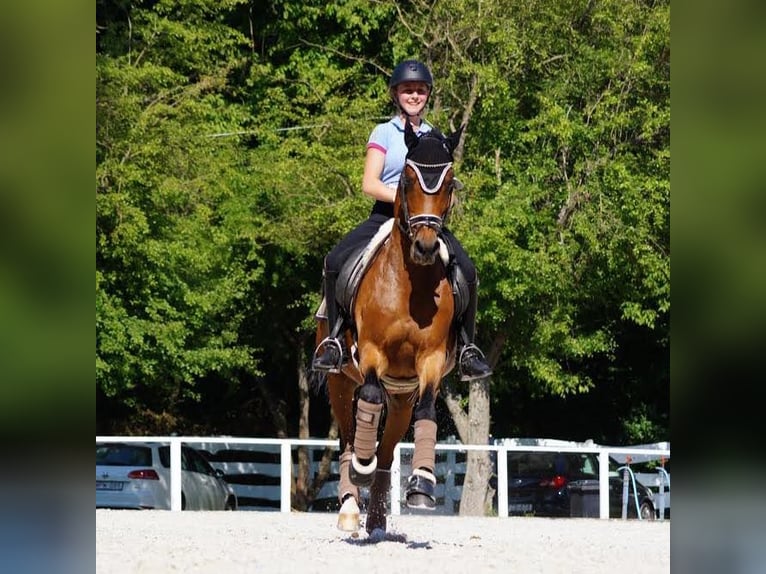 Deutsches Reitpony Wallach 16 Jahre 148 cm Brauner in Pilisjászfalu