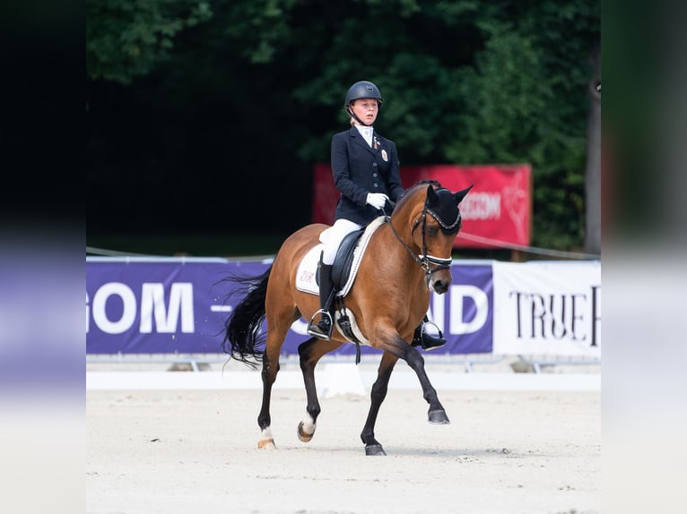 Deutsches Reitpony Wallach 16 Jahre 148 cm Brauner in Pilisjászfalu