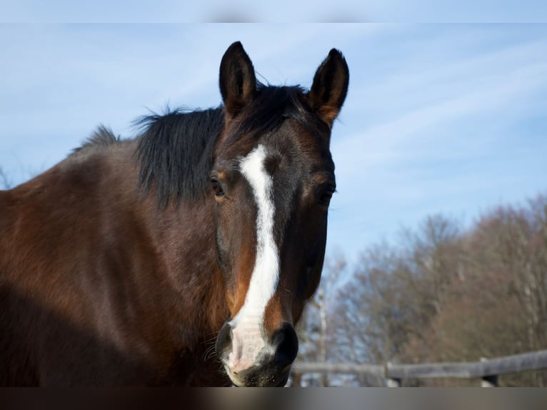 Deutsches Reitpony Wallach 16 Jahre 148 cm Brauner in Hatzendorf