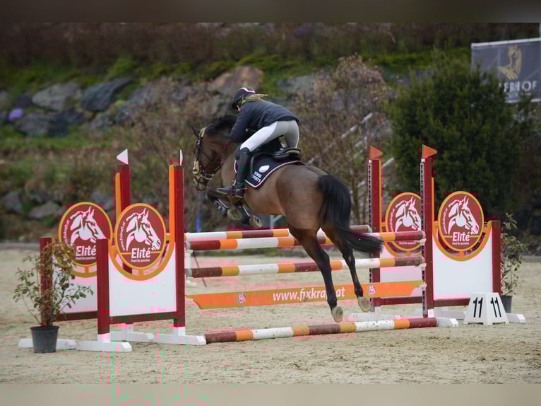 Deutsches Reitpony Wallach 16 Jahre 148 cm Brauner in Hatzendorf