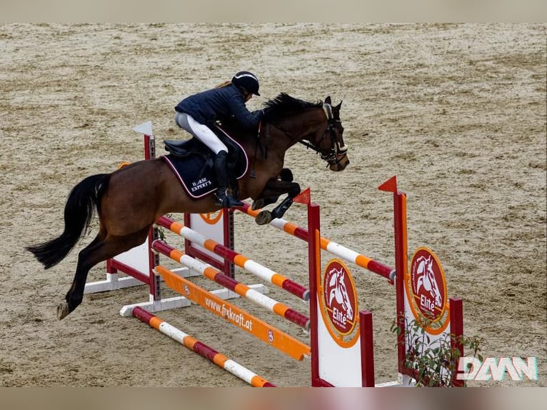 Deutsches Reitpony Wallach 16 Jahre 148 cm Brauner in Hatzendorf