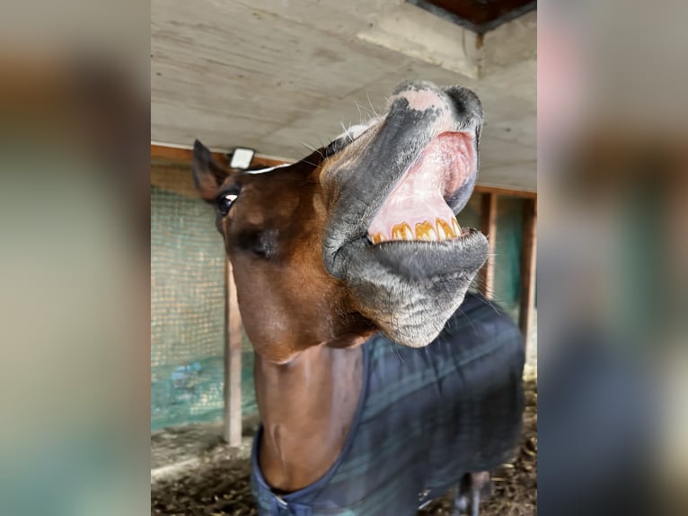 Deutsches Reitpony Wallach 16 Jahre 148 cm Brauner in Hatzendorf