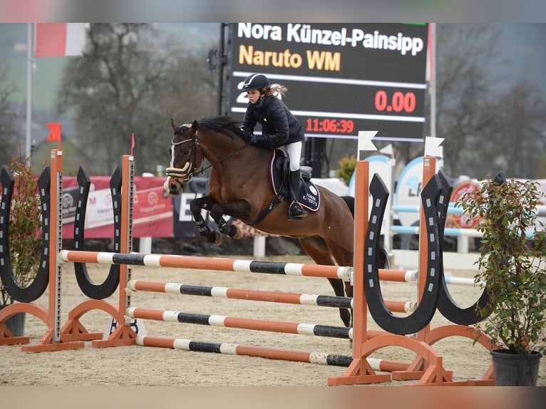 Deutsches Reitpony Wallach 16 Jahre 148 cm Brauner in Hatzendorf