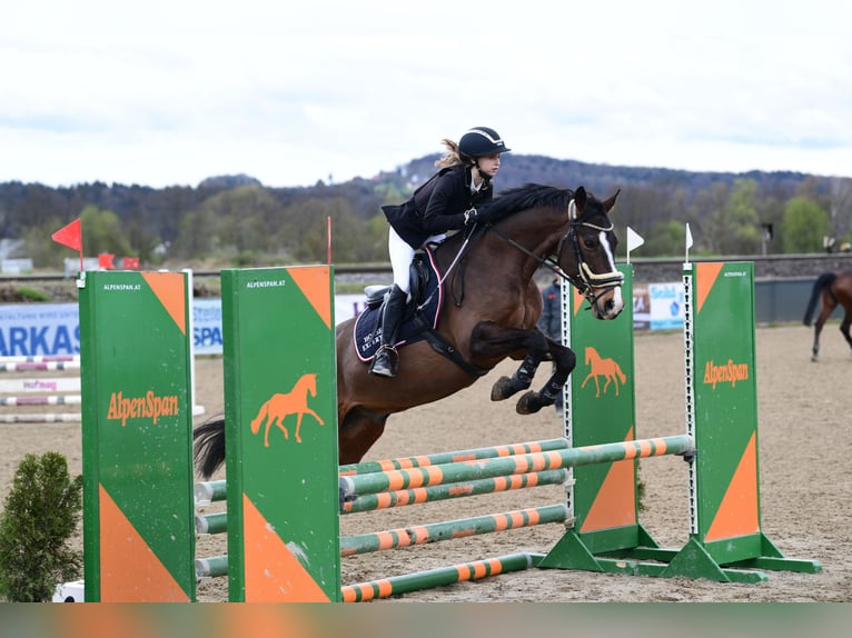 Deutsches Reitpony Wallach 16 Jahre 148 cm Brauner in Hatzendorf