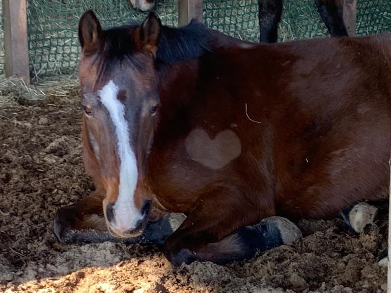 Deutsches Reitpony Wallach 16 Jahre 148 cm Brauner in Hatzendorf