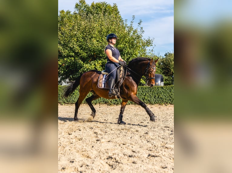Deutsches Reitpony Wallach 16 Jahre 148 cm Brauner in Dörverden