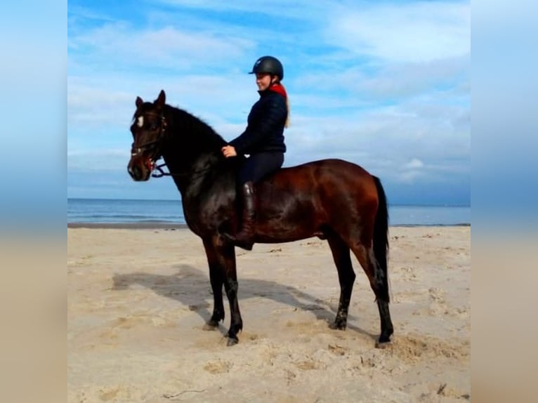 Deutsches Reitpony Wallach 16 Jahre 148 cm Brauner in Dörverden