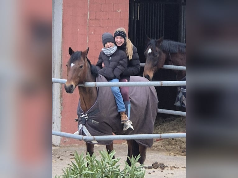 Deutsches Reitpony Wallach 16 Jahre 148 cm Brauner in Trebur