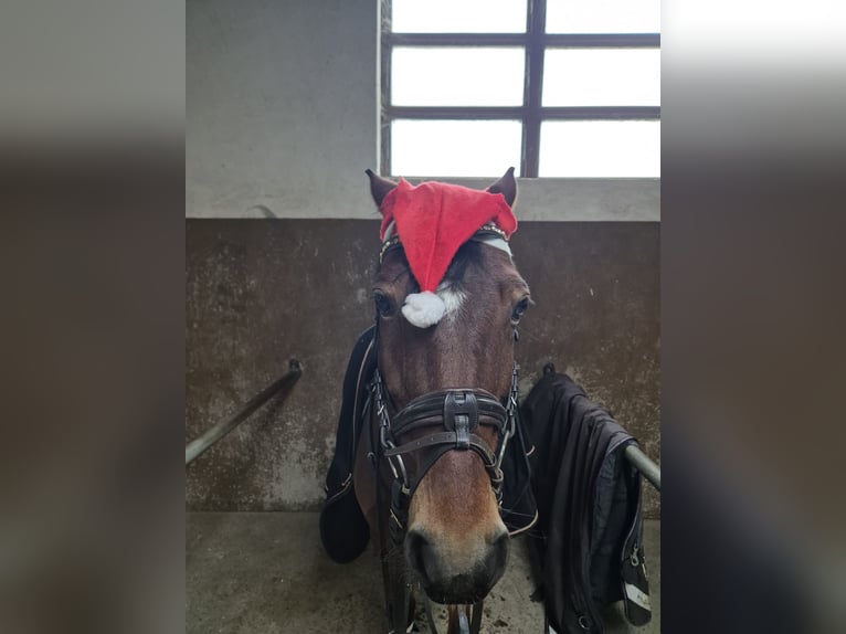 Deutsches Reitpony Wallach 16 Jahre 148 cm Brauner in Trebur