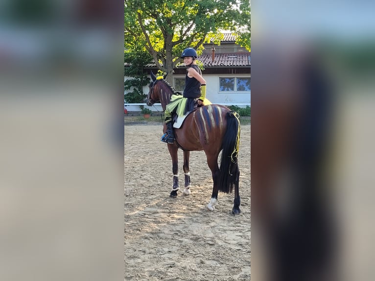 Deutsches Reitpony Wallach 16 Jahre 148 cm Brauner in Trebur
