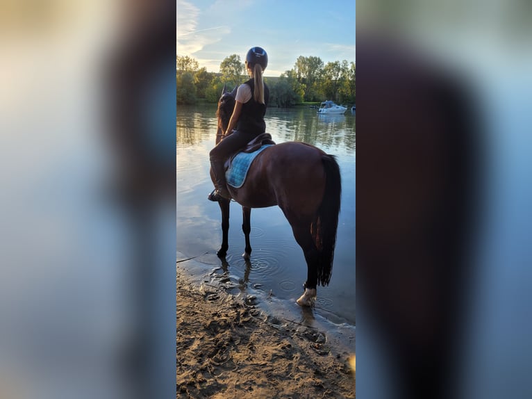 Deutsches Reitpony Wallach 16 Jahre 148 cm Brauner in Trebur