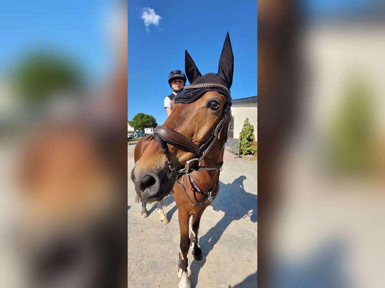 Deutsches Reitpony Wallach 16 Jahre 148 cm Brauner in Trebur