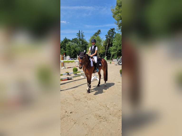 Deutsches Reitpony Wallach 16 Jahre 148 cm Brauner in Trebur