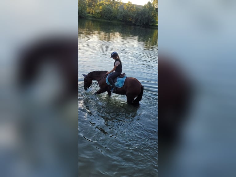 Deutsches Reitpony Wallach 16 Jahre 148 cm Brauner in Trebur