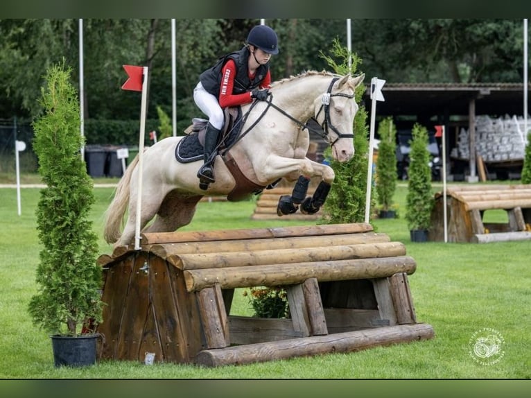 Deutsches Reitpony Wallach 16 Jahre 148 cm Cremello in R&#xF6;dinghausen