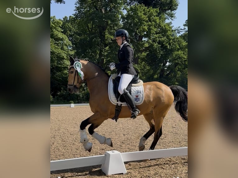 Deutsches Reitpony Wallach 16 Jahre 148 cm Falbe in Emkendorf