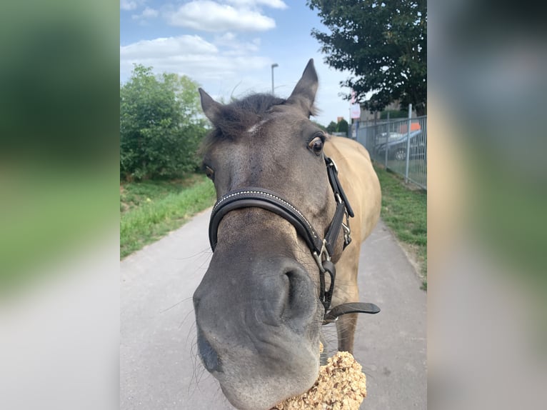 Deutsches Reitpony Wallach 16 Jahre 148 cm Falbe in Dallgow-Döberitz Deutsches Reitpony Wallach 16 Jahre 148 cm Falbe in Dallgow-Döberitz