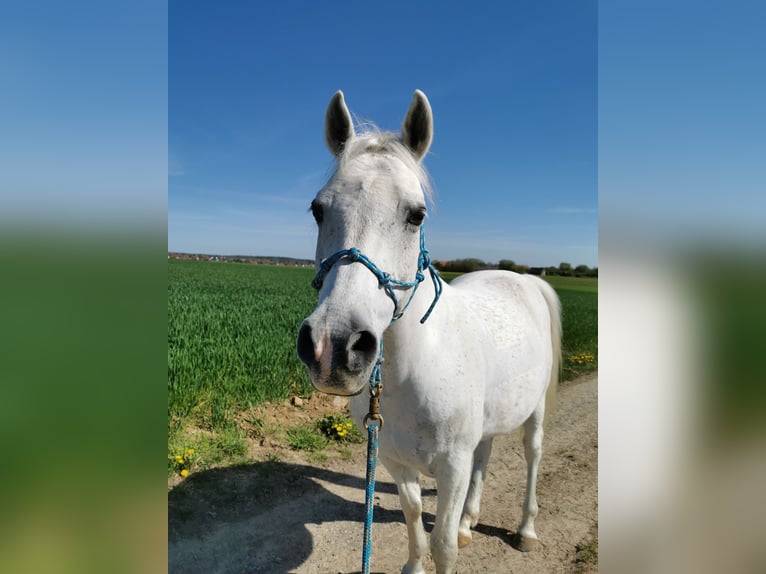 Deutsches Reitpony Wallach 16 Jahre 148 cm Fliegenschimmel in Dittelbrunn