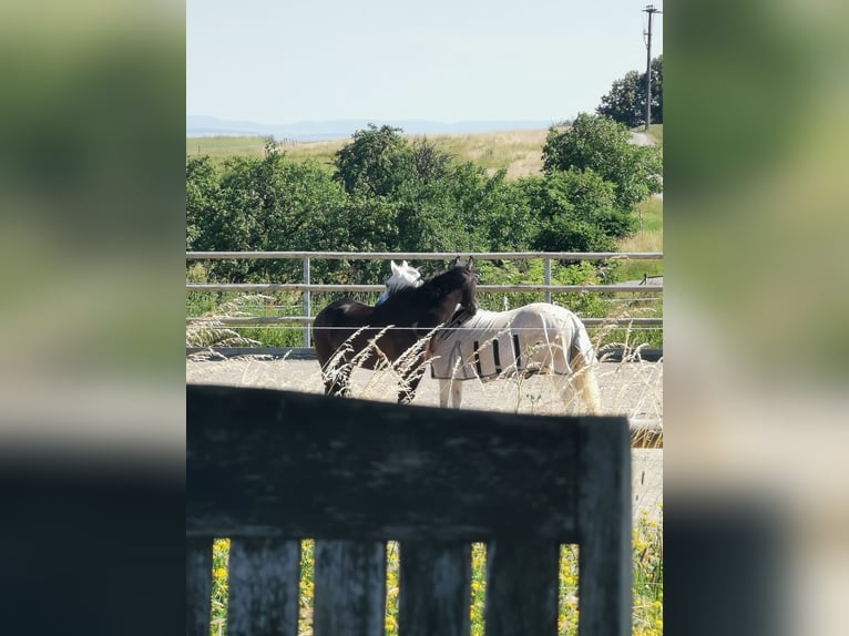 Deutsches Reitpony Wallach 16 Jahre 148 cm Fliegenschimmel in Dittelbrunn