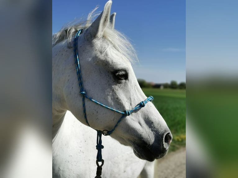 Deutsches Reitpony Wallach 16 Jahre 148 cm Fliegenschimmel in Dittelbrunn