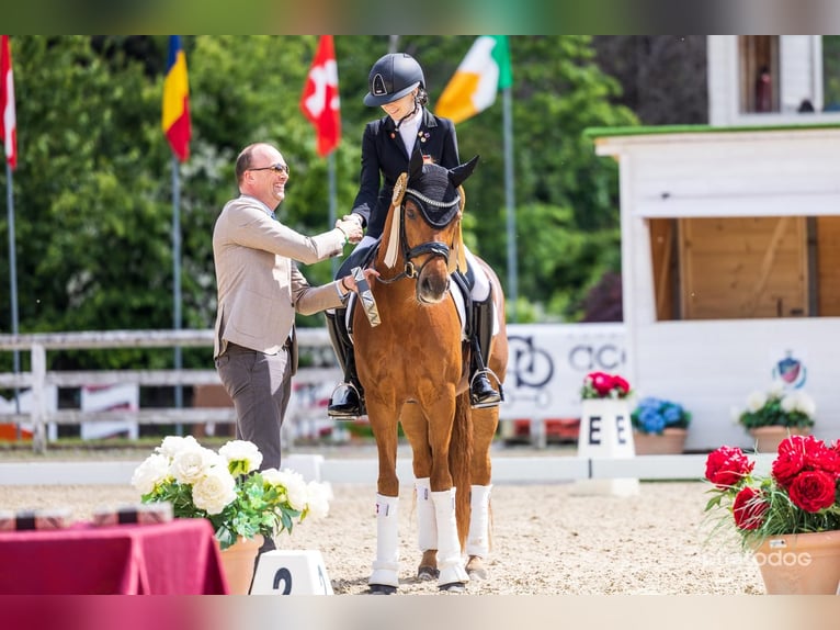 Deutsches Reitpony Wallach 16 Jahre 148 cm Fuchs in Malans GR