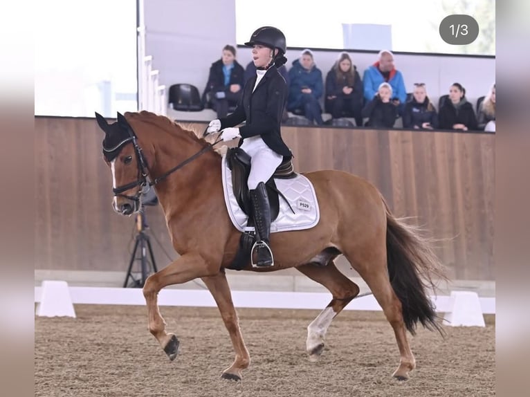 Deutsches Reitpony Wallach 16 Jahre 148 cm Fuchs in Mellach
